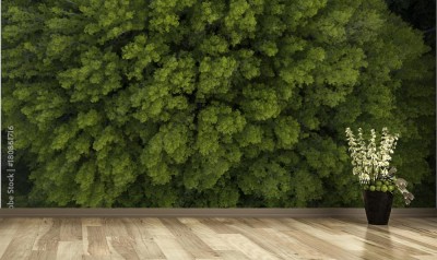 Fototapeta Widok na wierzchołki drzew z góry