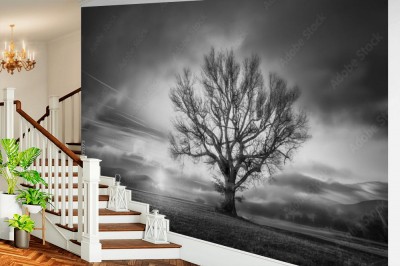 Fototapeta Drzewo o wschodzie słońca