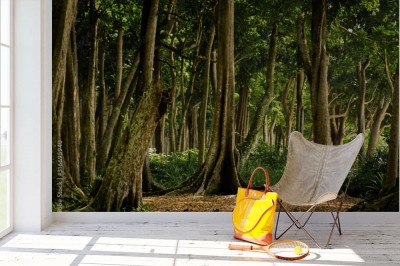 Fototapeta Las tropikalny na wyspie Havelock