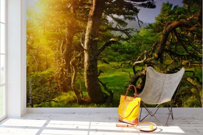 Fototapeta Stare drzewo w lasie