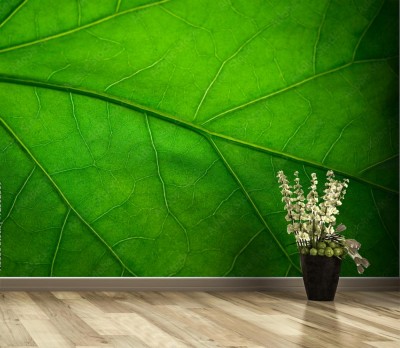 Fototapeta Zielony liść