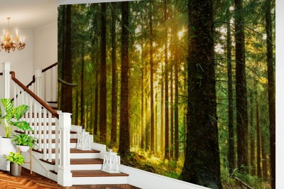 Fototapeta Cichy Las na wiosnę z pięknymi jasnymi promieniami słońca