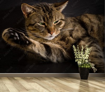 Fototapeta Kot domowy