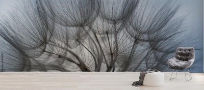 Fototapeta Nieostre ujęcie mniszka lekarskiego