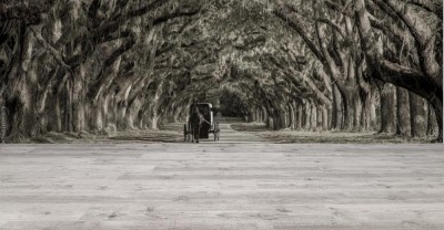 Fototapeta Powóz konny na plantacji