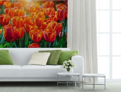 Fototapeta Tło czerwonych tulipanów