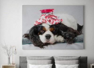 Obraz na płótnie Opieka weterynaryjna