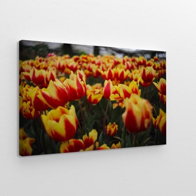 piekni-kwitnacy-zolto-czerwone-tulipany-w-ogrodzie