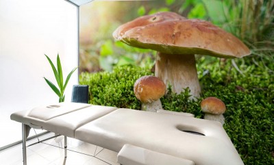 Fototapeta Borowik o świcie