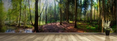 Fototapeta Wiosna w lesie - panorama