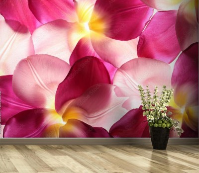 Fototapeta Kolorowe płatki kwiatów