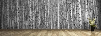 Fototapeta Panorama brzozowego lasu