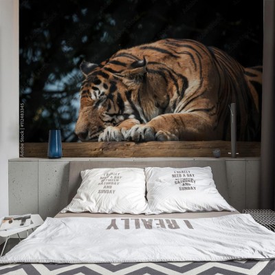 Fototapeta Panthera tigris altaica