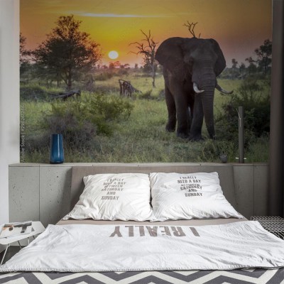 Fototapeta Spacer afrykańskiego słonia przy zachodzie słońca