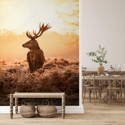 Fototapeta Jeleń w porannym słońcu