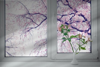 Naklejka na okno łazienkowe Gałązki kwitnącej wiśni