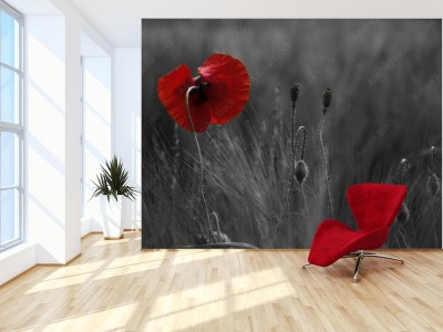 Fototapeta Kwiat maku na Monte Cassino