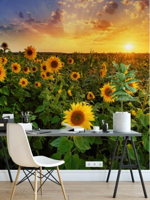 Fototapeta Pożegnanie słońca nad słonecznika polem