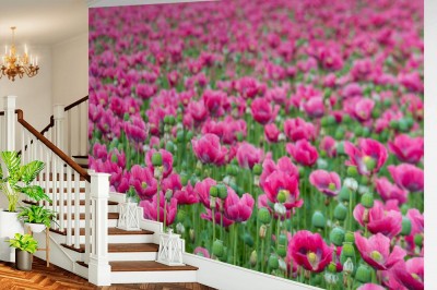 Fototapeta Niekończące się pole z różowymi kwitnącymi Papavers