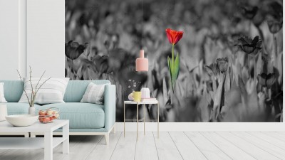 Fototapeta Piękny czerwony tulipan z czarno-białym tłem