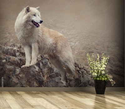 Fototapeta Biały wilk w nocy