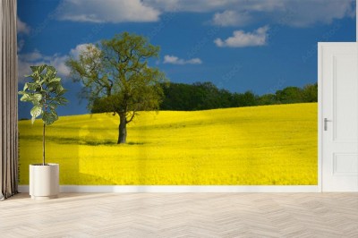 Fototapeta Drzewo na polu rzepaku w lecie