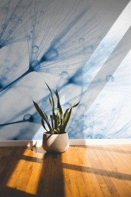 Fototapeta Makro ujęcie błękitnego dmuchawca