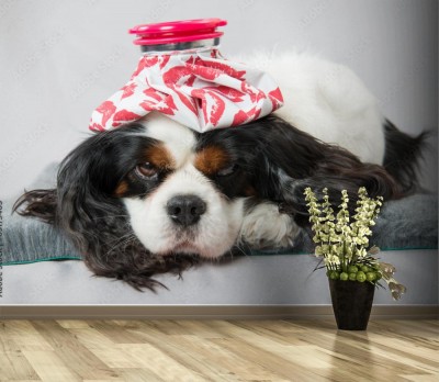 Fototapeta Opieka weterynaryjna