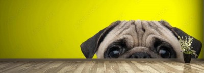 Fototapeta Mops - pies z szarym futrem odsłaniającym tylko połowę głowy