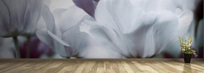 Fototapeta Pastelowe barwy tulipana