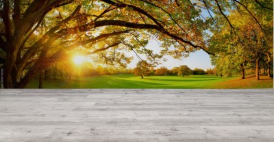 Fototapeta Piękna jesienna sceneria na łące