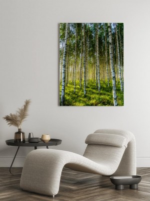 Obraz na płótnie Brzozowy las