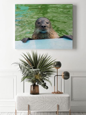 Obraz na płótnie Foka pospolita