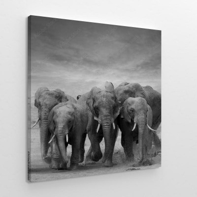 Obraz na płótnie Słonie w galopie