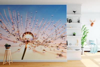 Fototapeta Dmuchawiec z bliska z kroplami rosy