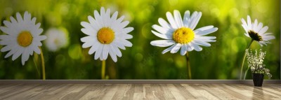 Fototapeta Kwiaty białej stokrotki - panorama