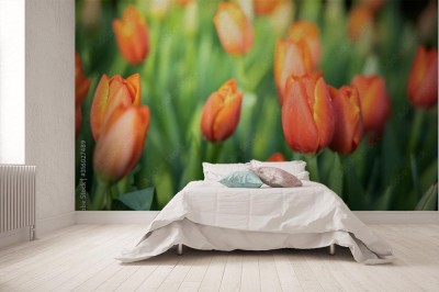 Fototapeta Kolorowe tulipany