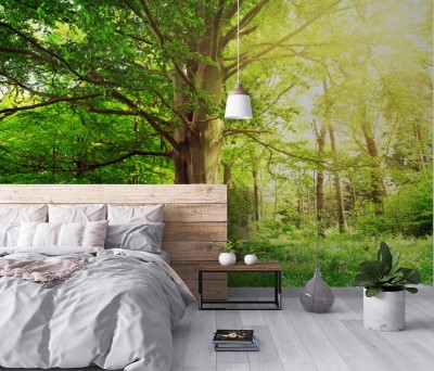 Fototapeta Las liściasty ze starym bukiem