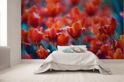 Fototapeta Bujne pole tulipanów na wiosnę