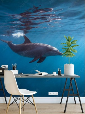 Fototapeta Delfin powierzchniowy