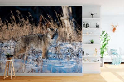 Fototapeta Kojot poluje na nornice