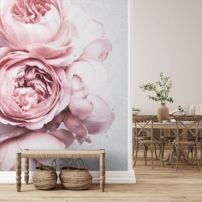 Fototapeta Pudrowe kwiaty piwonii