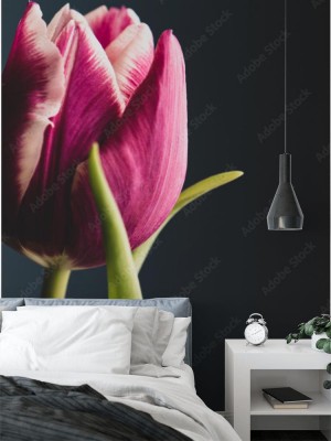 elegancki-tulipan-z-bliska