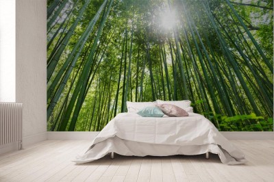 Fototapeta Las Bambusowy z żabiej perspektywy