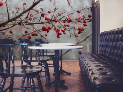 Fototapeta Matowe jagody głogu w ogrodzie 