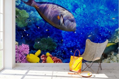 Fototapeta Ryby w Morzu Czerwonym