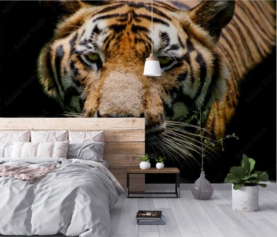 Fototapeta Tygrys patrzący do góry