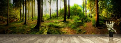 Fototapeta Wschód słońca w lesie w marzycielski poranek