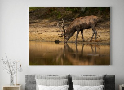 Obraz na płótnie Jeleń przy wodopoju