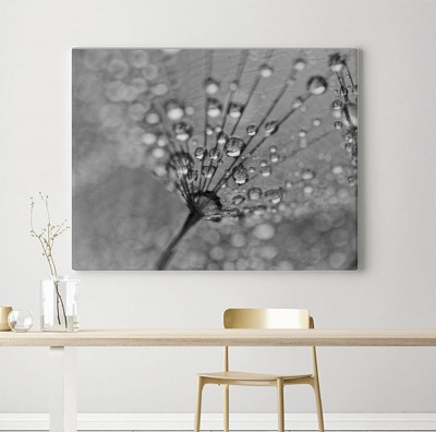 Obraz na płótnie Nasiona mniszka z  osadzonymi kroplami wody